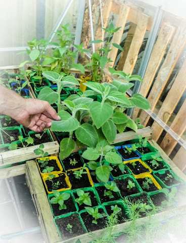 La Serre Ô Délices by null