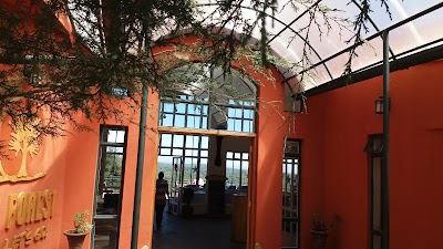 Photos of THE FOREST
