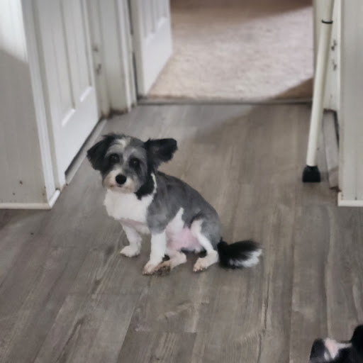 Sudol's Boarding & Grooming