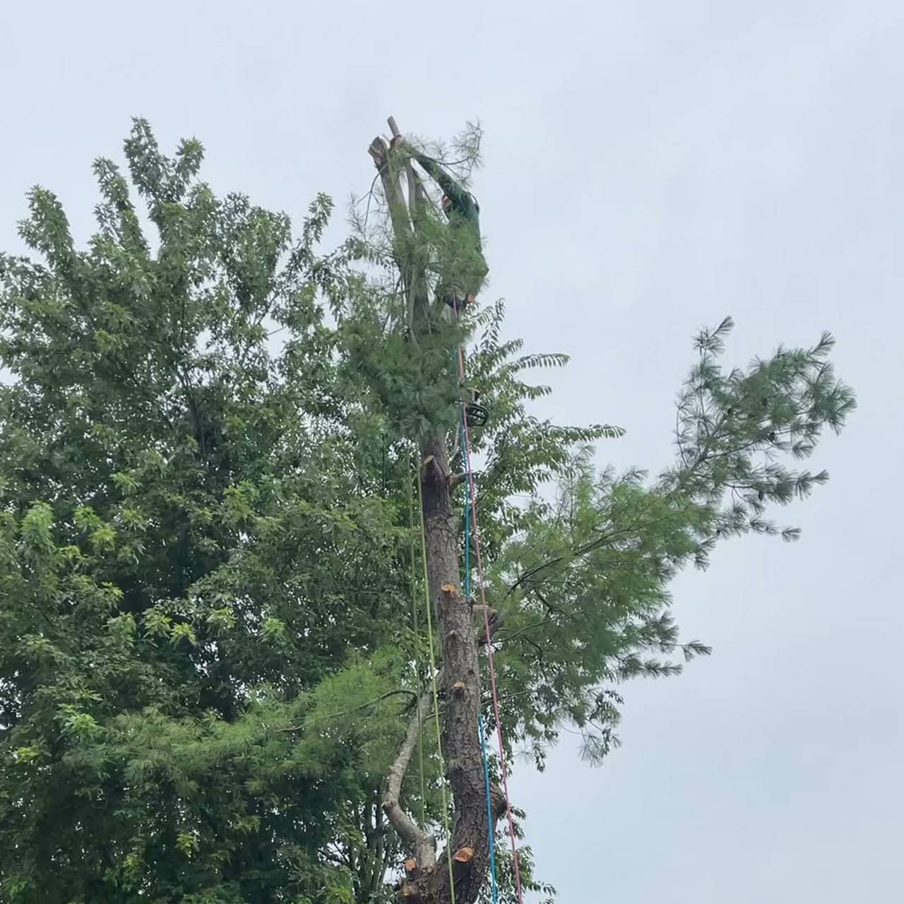 Tree Trimming & Pruning in Bristow, Haymarket, & Manassas, VA - Patriot  Lawn and Landscape