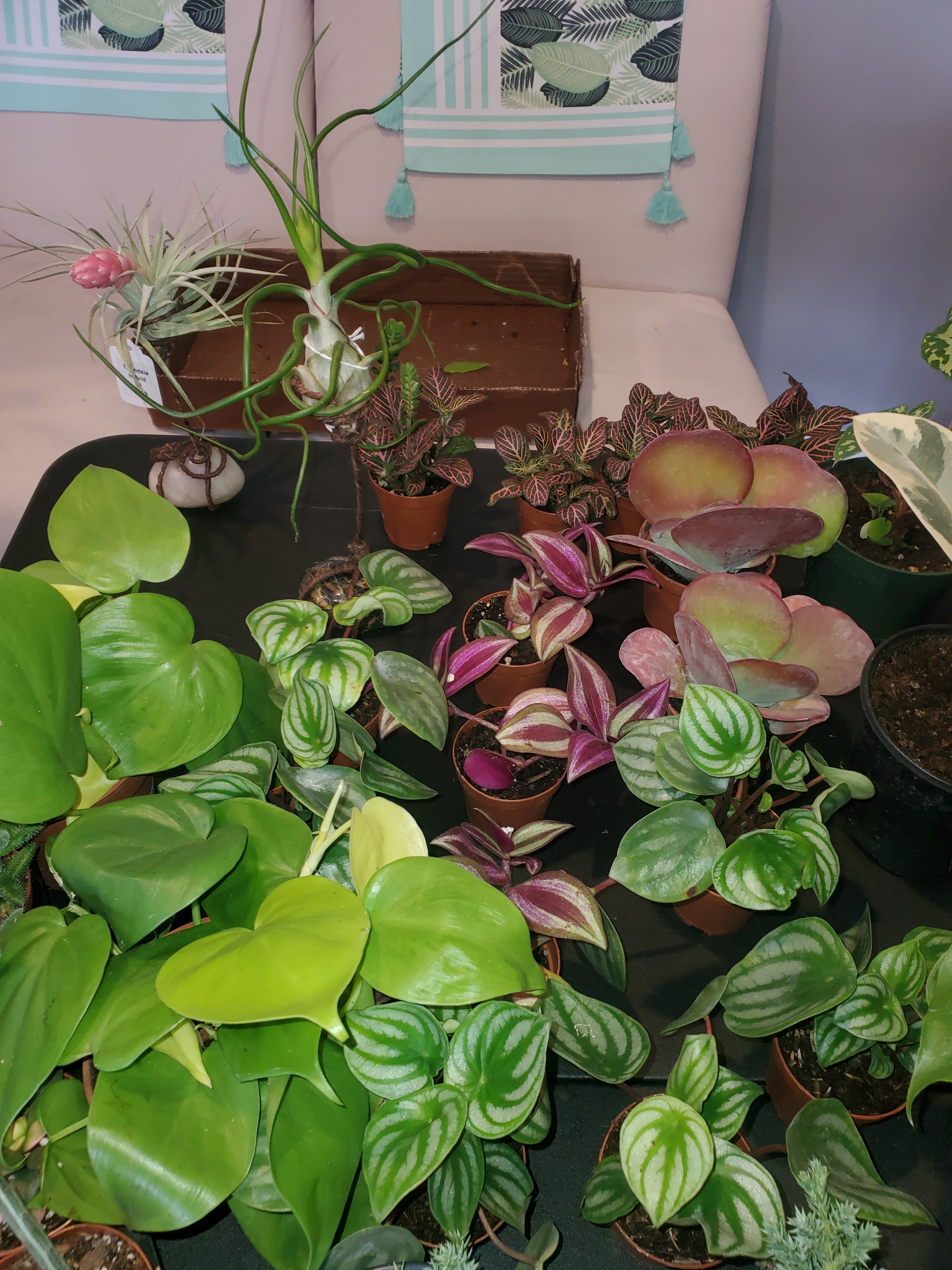 Jessica's green den