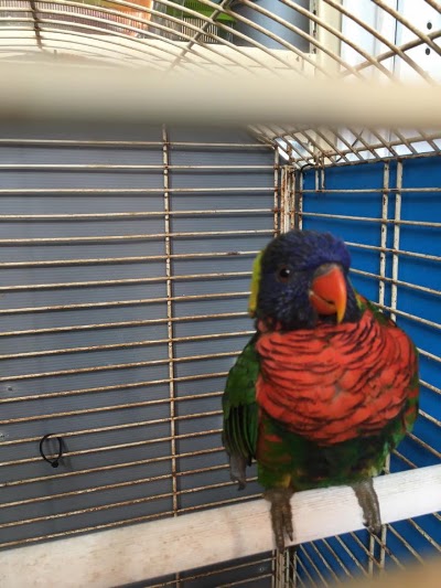 pet-store