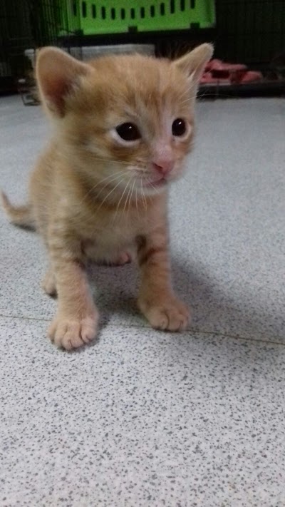 Photos of Centro Veterinario de Mascotas