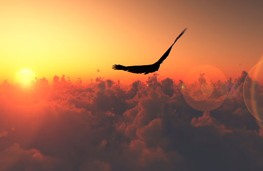 AVE-FENIX - Visual