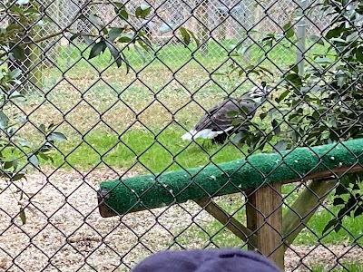 Carolina Raptor Center