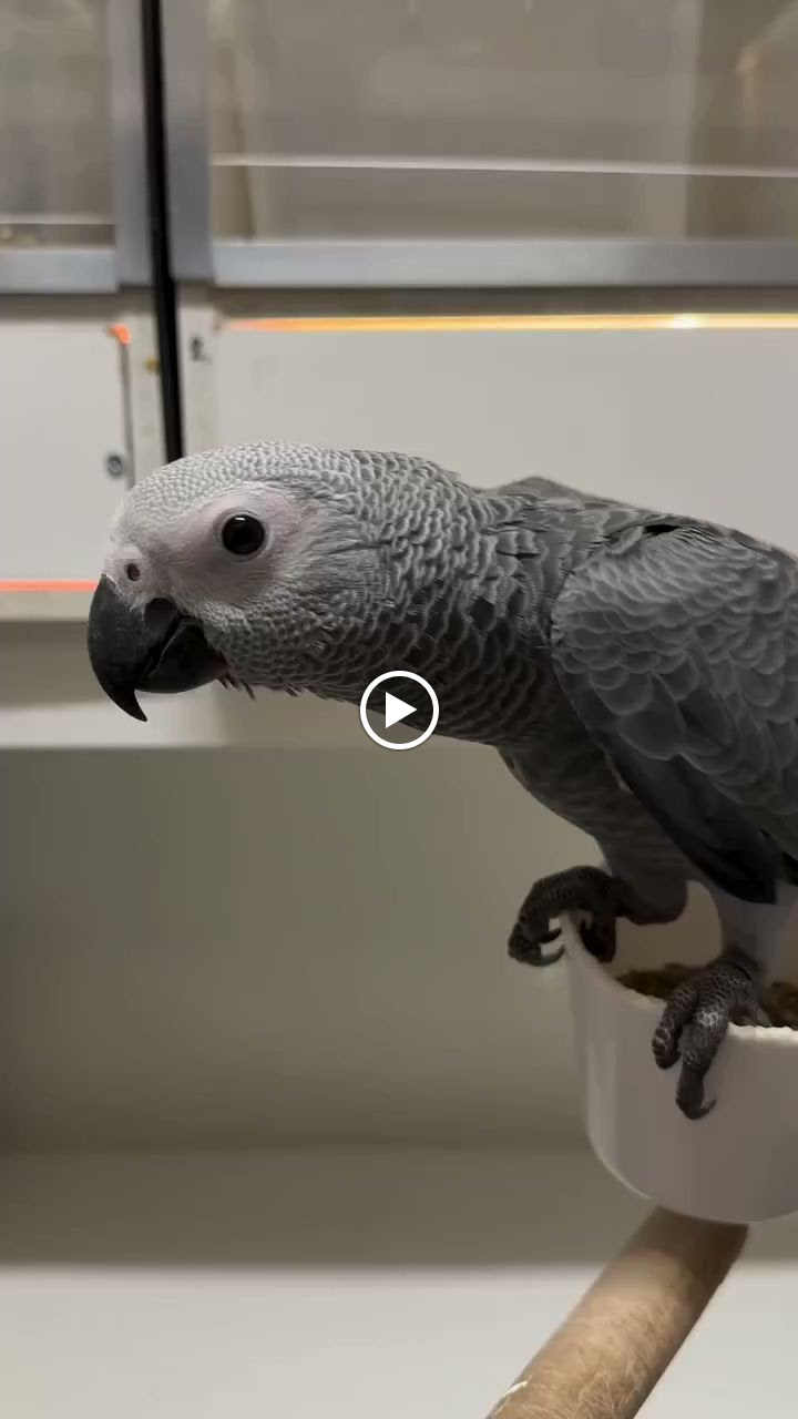 Parrots, Kittens, puppies and exotic pets breeders. - صورة 3