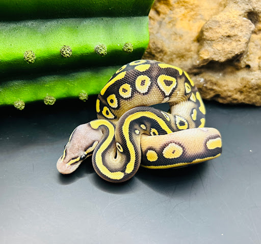 Elliott Exotics - Visual