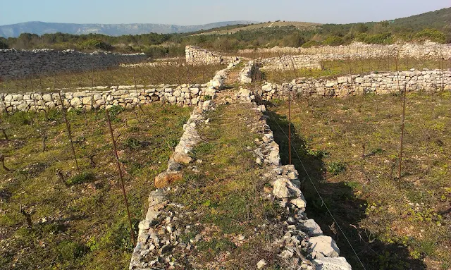 Stari Grad Plain agricultural landscape with ancient stone walls and olive groves under a golden sunrise