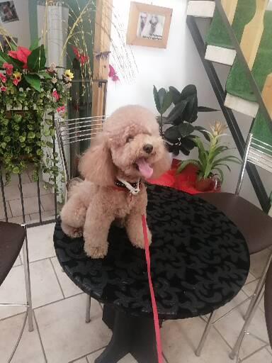 Pet Grooming da Barbara - Thumbnail