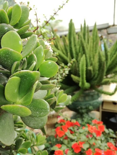 Photos of Sandun Flower Nursery
