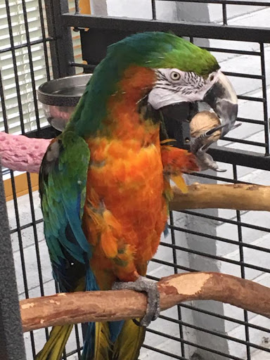 Feathered Friends Gallery - United States