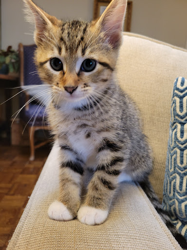 Cause For Paws - Visual