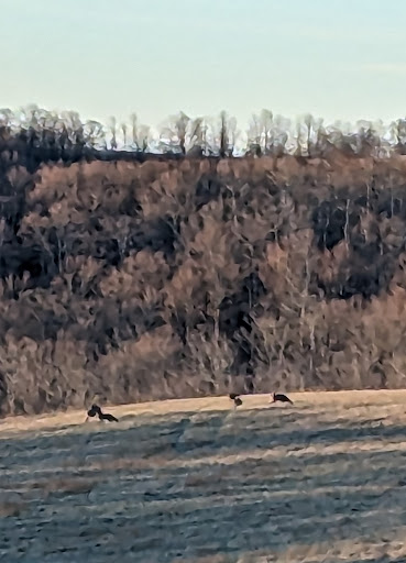 Village of Canisteo