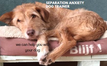 Sensory Garden for dogs Coach