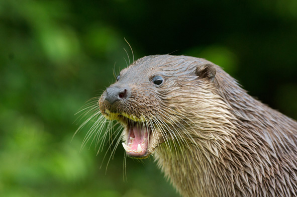 British Wildlife Centre