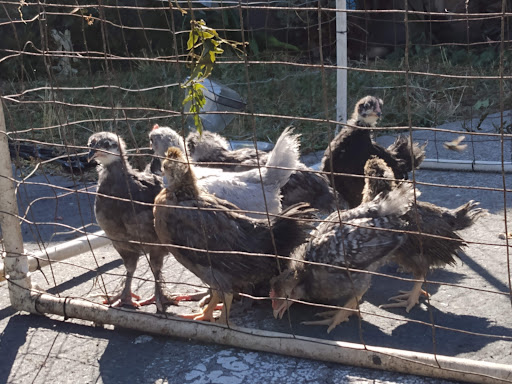 El Sobrante Feed & Pet Supplies - Thumbnail