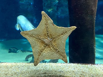 Aquarium of the Bay