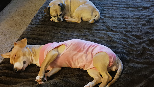 Spring Valley Animal Med Hospital - Thumbnail