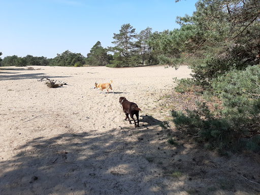 Veluwe parkeerplaats - Thumbnail