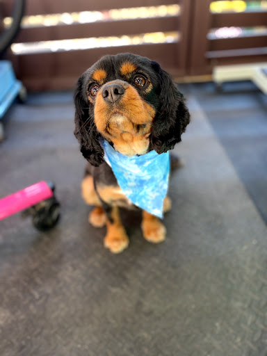 T Mills & Co Dog Grooming - Thumbnail