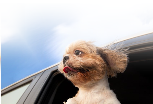 FURology Holistic Dog Styling & Spa