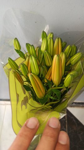 Rhynardys Flowers Gallery - United States
