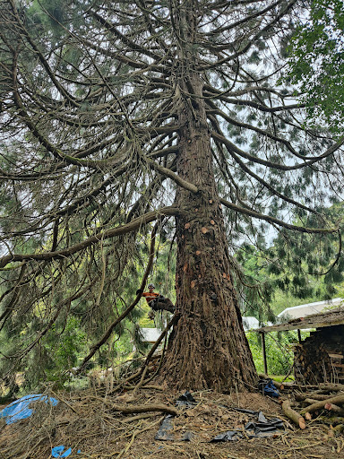 Arborimage Tree Services - Visual