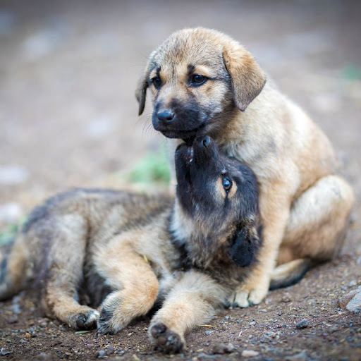 Bone Voyage Dog Rescue - Thumbnail