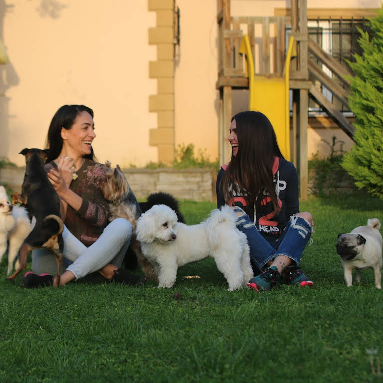 Pati Abla Kopek Evi Kopek Oteli Kucuk Irk Cocuklarinizin Kendi Evleri Gibi Bir Kopek Oteli