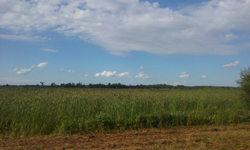 Perch River Wildlife Management Area - Thumbnail