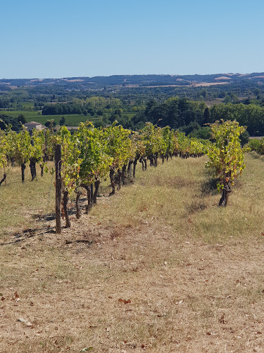 Vignes et clocher - Thumbnail