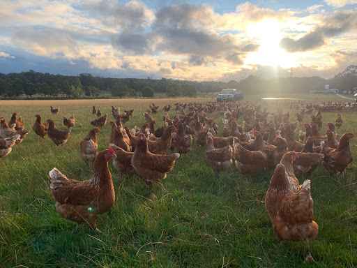 White Swan Free Range Eggs / Farm Gate Shop Logo