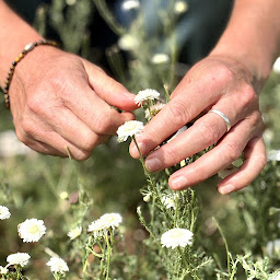Photo n°3 de Un brin de cueillette à Faucompierre (Herboriste)