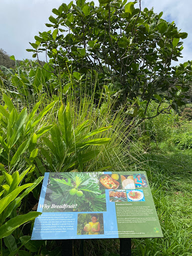 Regenerative Organic Breadfruit Agroforest - Thumbnail