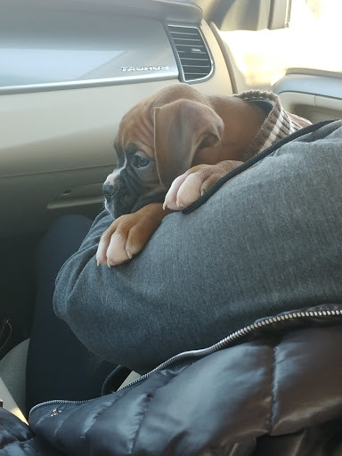 Scandia Veterinary Clinic Pa - Thumbnail