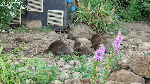Otters - Visual