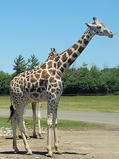 African Lion Safari - Thumbnail