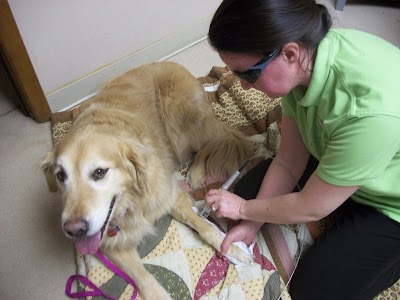 veterinary-care