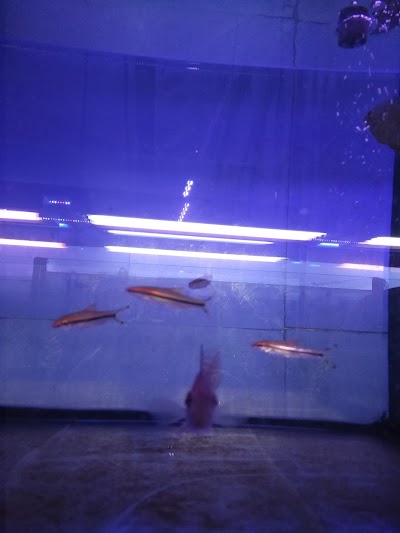 Ansar production house - Aquarium Store