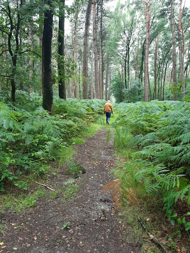 Hooge Heide (Bergherbos) - Thumbnail