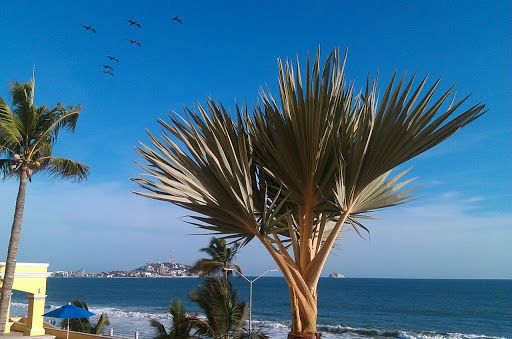 Mazatlan Real Estate Guide - Thumbnail