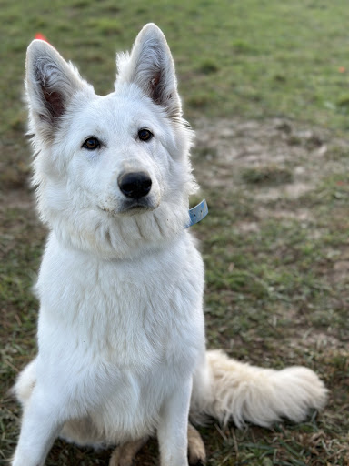 L'ACADÉMIE DES CHIENS - VENDÉE - ÉDUCATEUR CANIN - Thumbnail