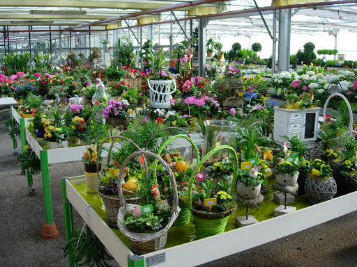 Houssaye Fleurs - Thumbnail