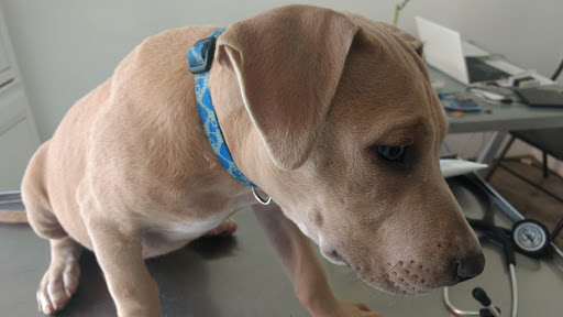 Vitanimal Clinica Veterinaria - Thumbnail