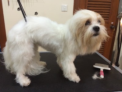 Photos of Pet Grooming Cambodia