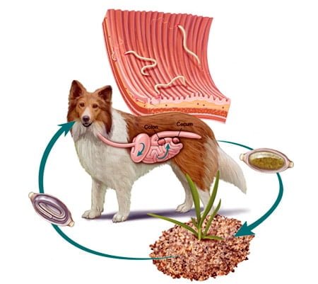 VETERINARIA " LA GRAN HACIENDA "
