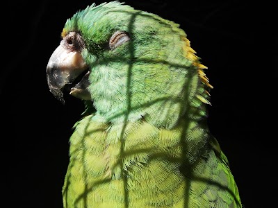 Photos of Vogelburg Weilrod
