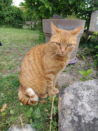 Photo n°31 de Maître Croquettes - Livraison croquettes chiens et chats à Trélazé (Magasin d'alimentation animale)