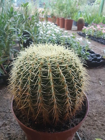 Photos of ALSHAHEEN NURSERY