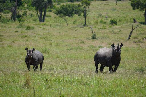 Yellow Zebra Safaris - Thumbnail
